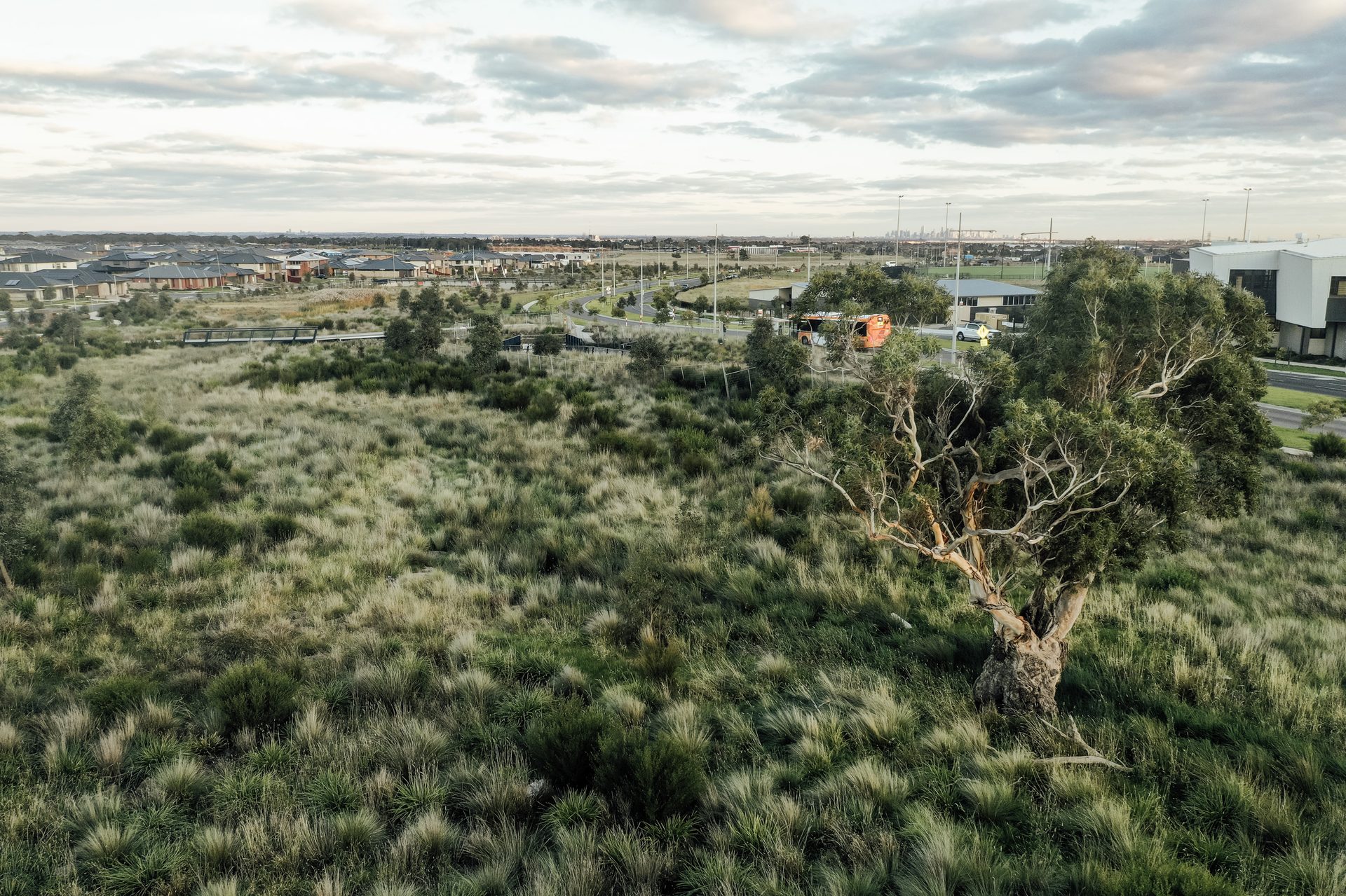 Aerial view of restored native grassland and a mature gum tree beside a residential development