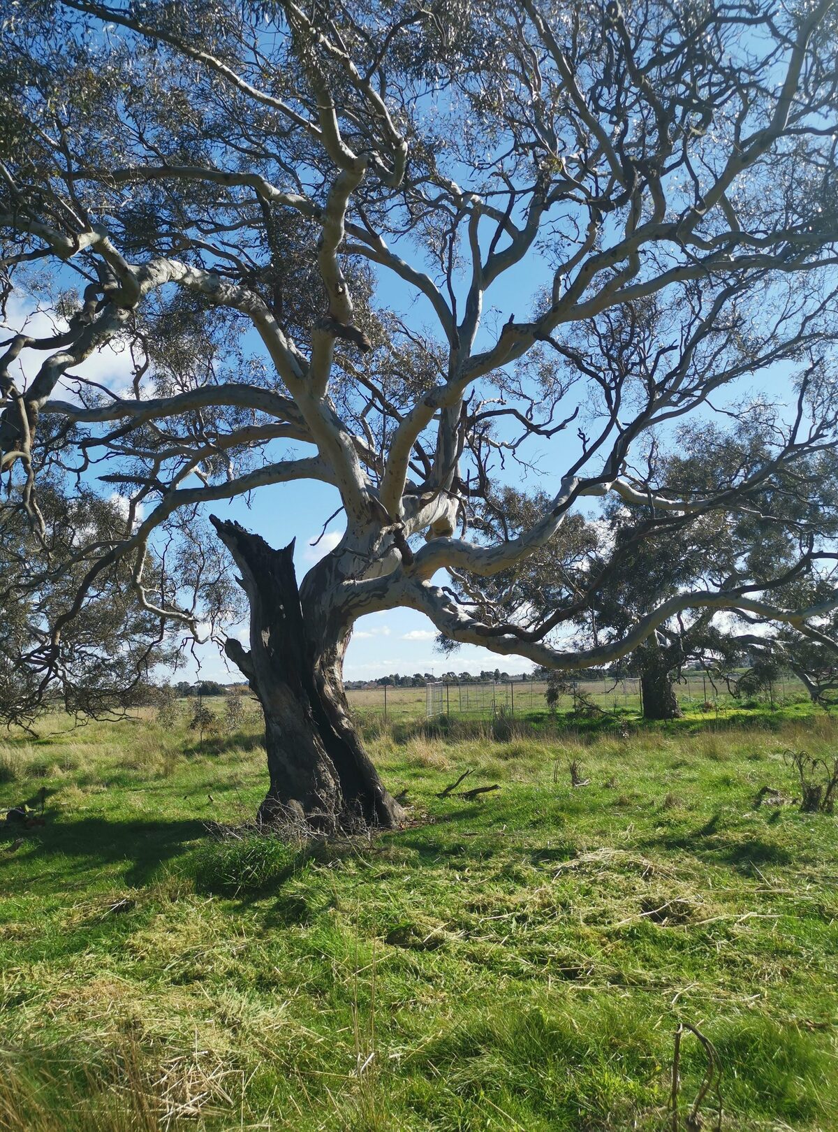 Mature River Red Gum in native grassland at Amaroo Conservation Reserve