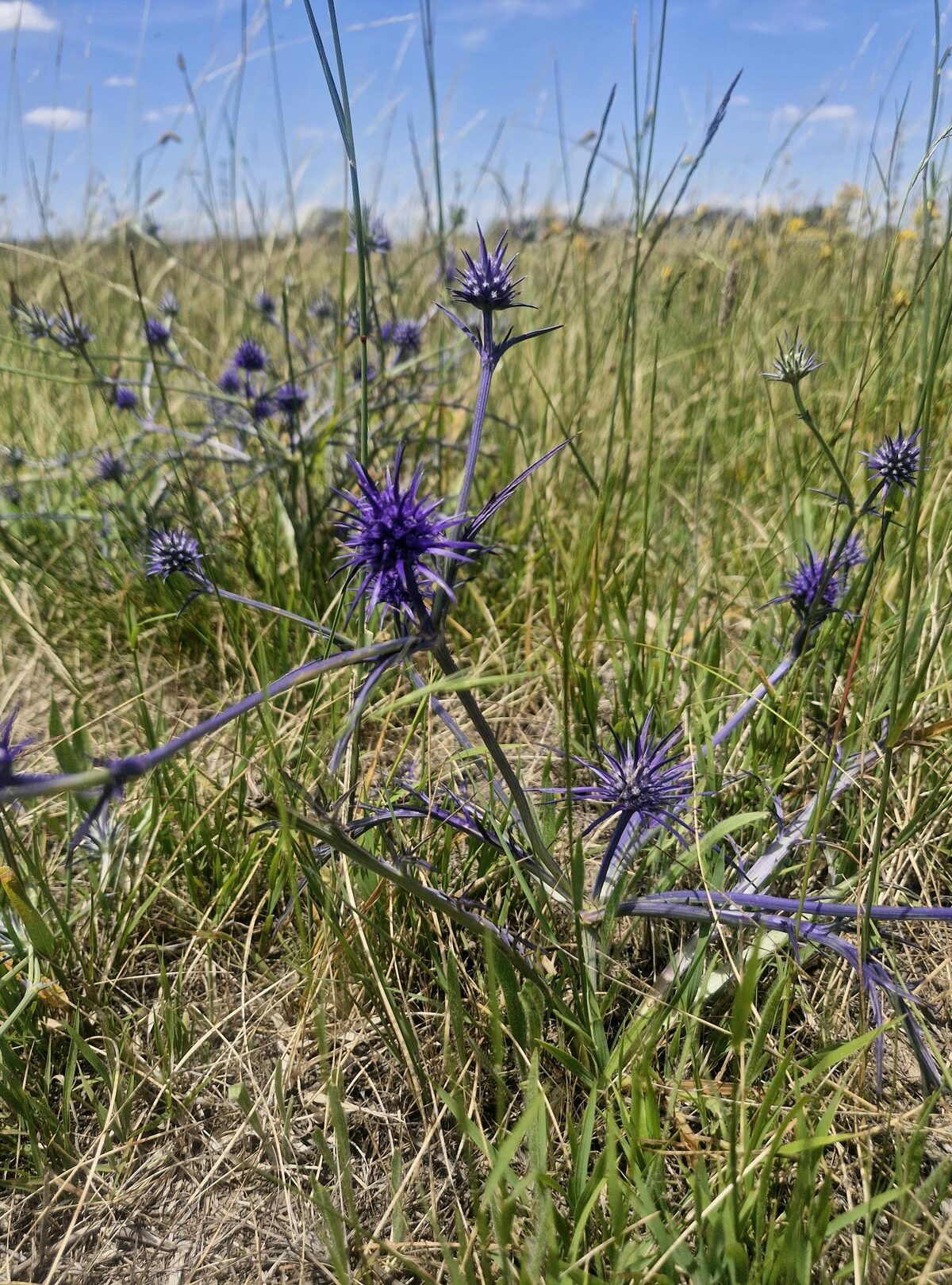 Native grassland wildflower in bloom at Amaroo