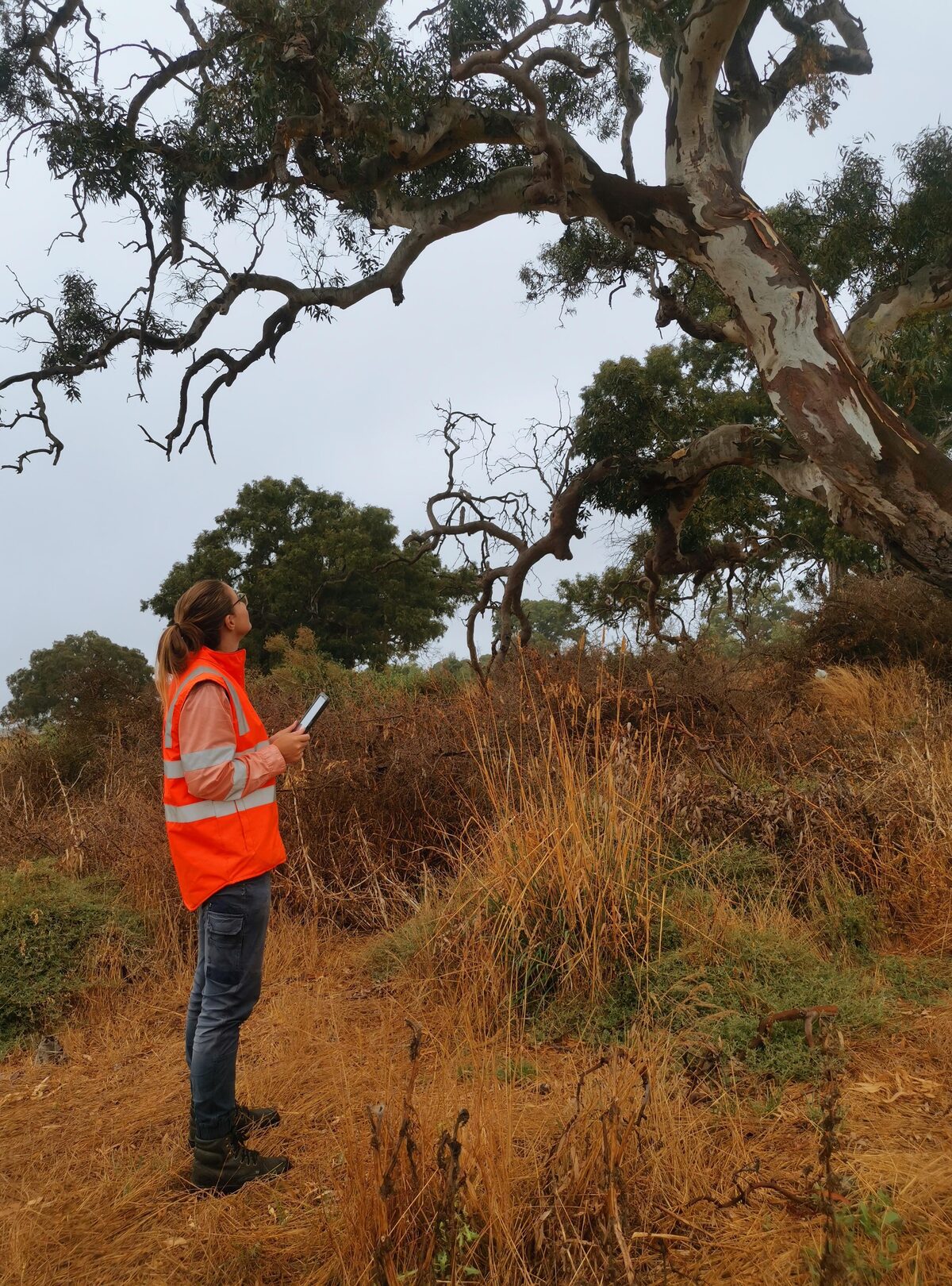 Ecologist surveying native grassland beside a mature River Red Gum