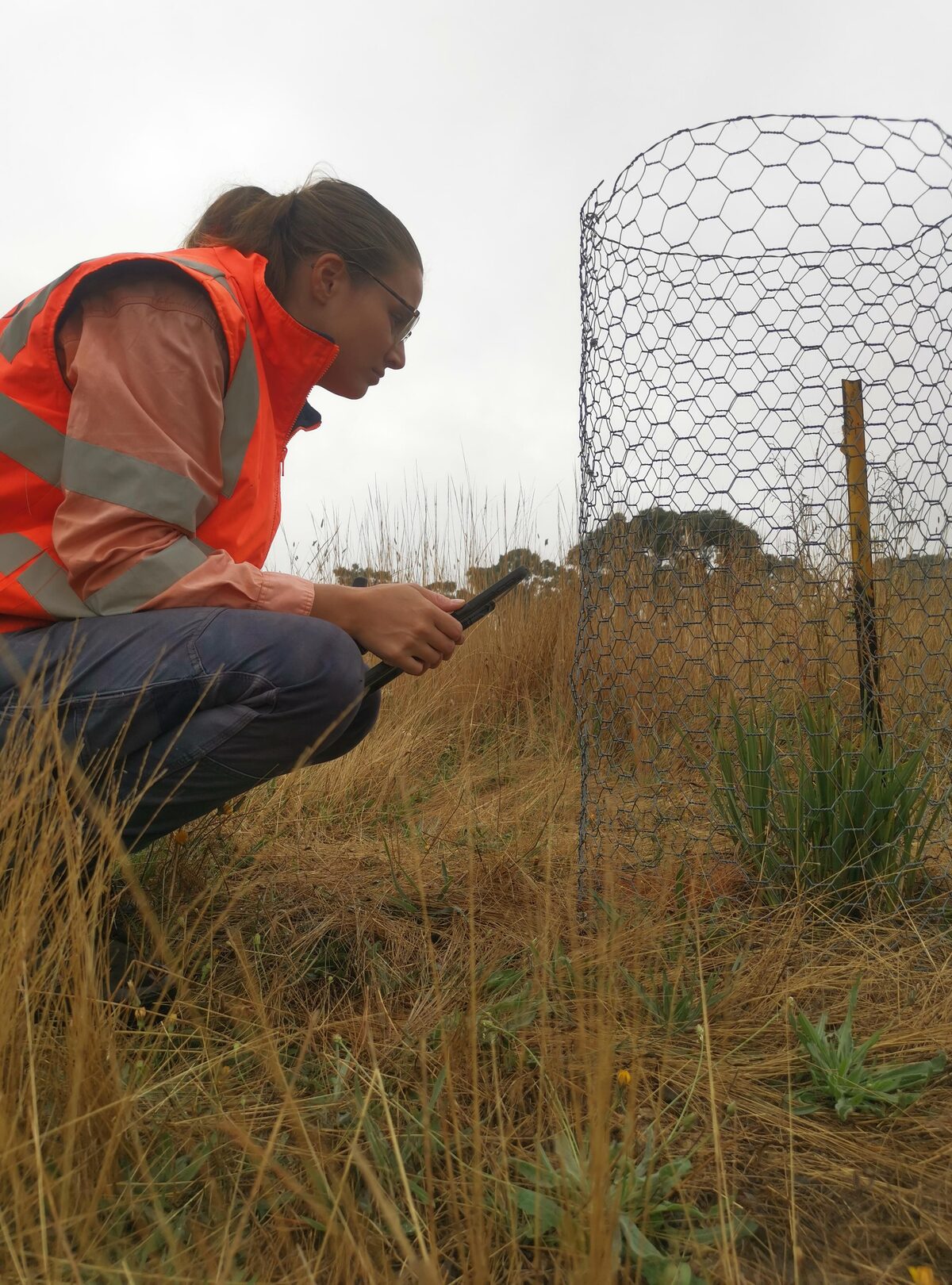 Supplementary planting protected by a guard at Amaroo
