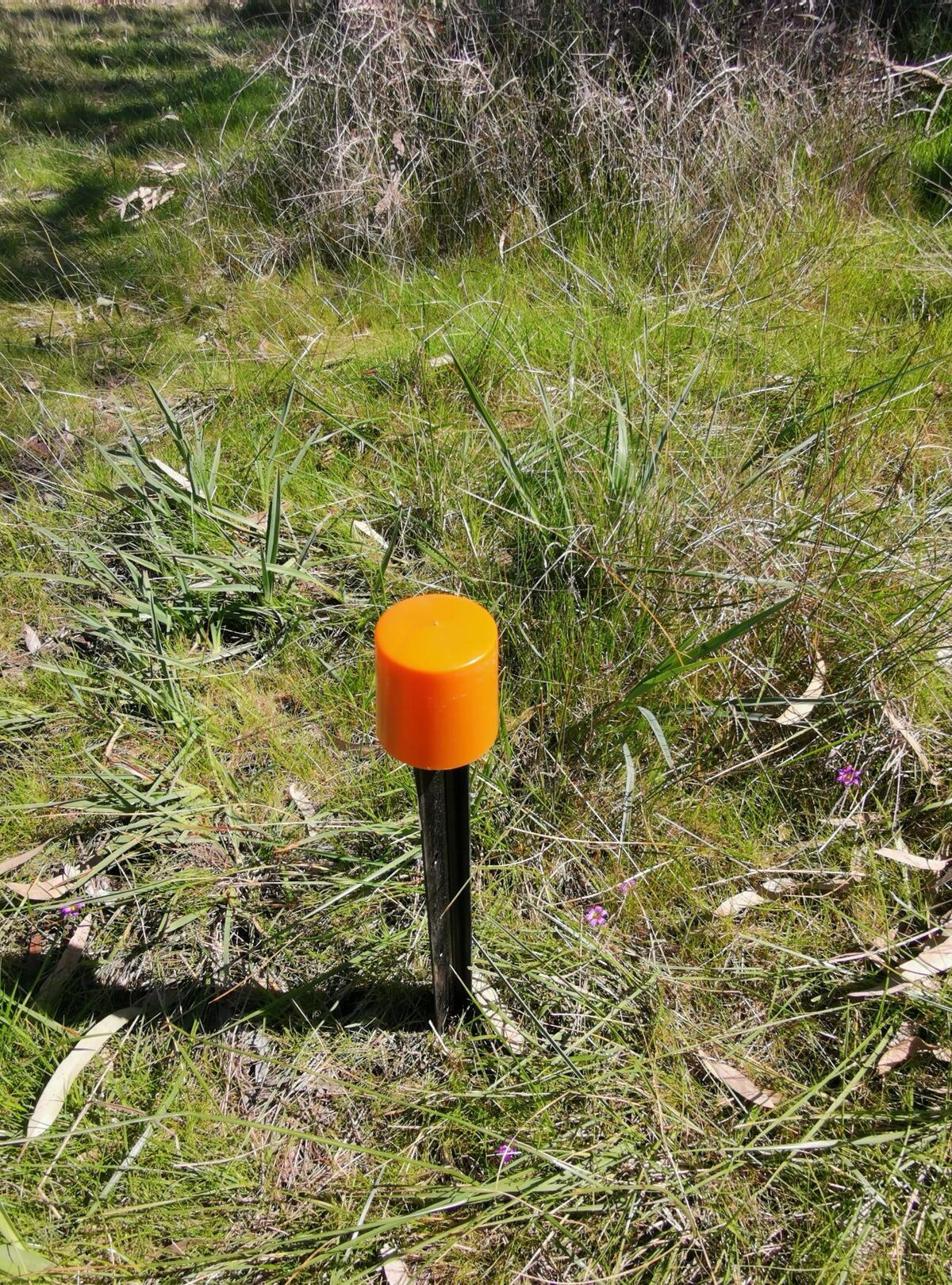 Ecological monitoring marker in restored native grassland