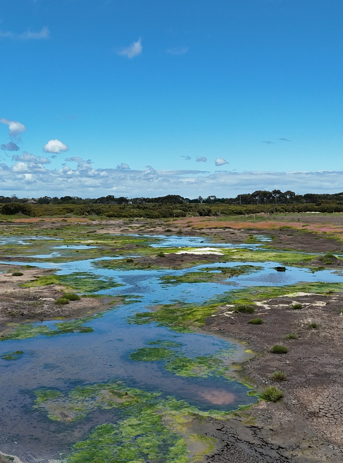 Aerial view of the restored Cannon's Creek saltmarsh