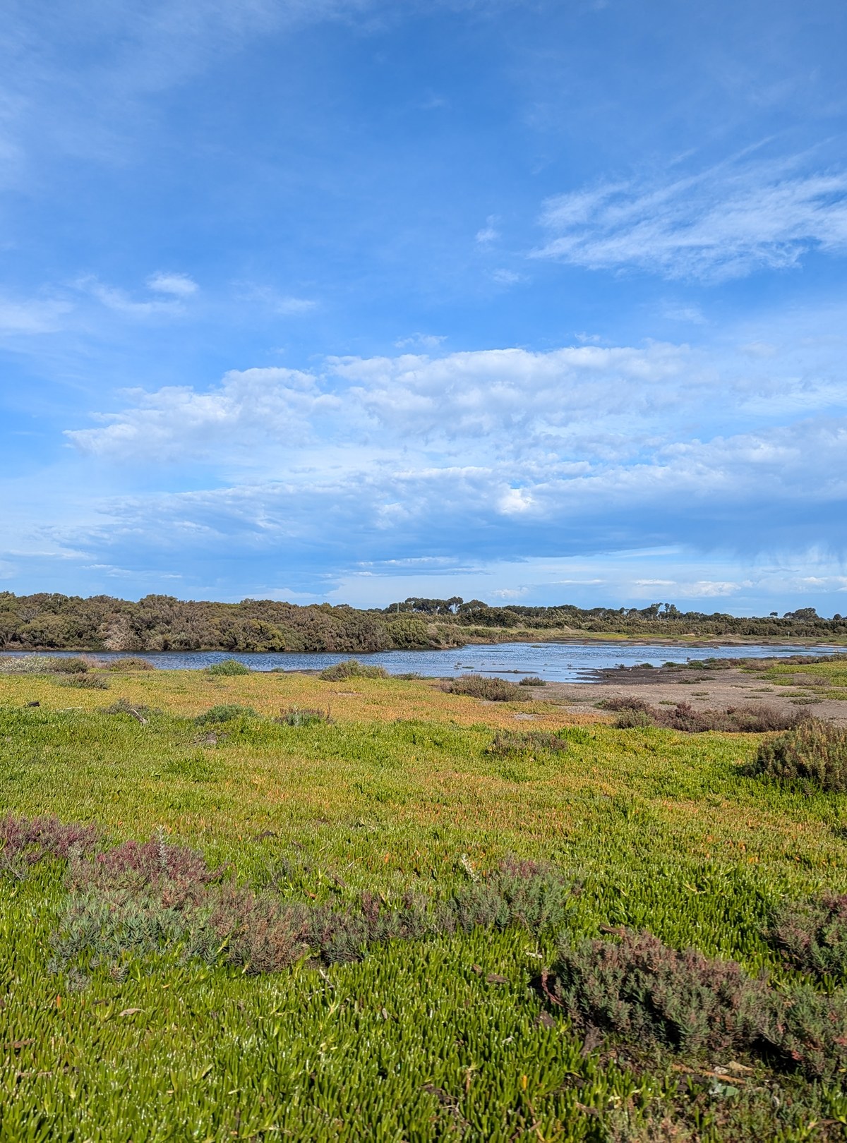 Saltmarsh vegetation beside open water