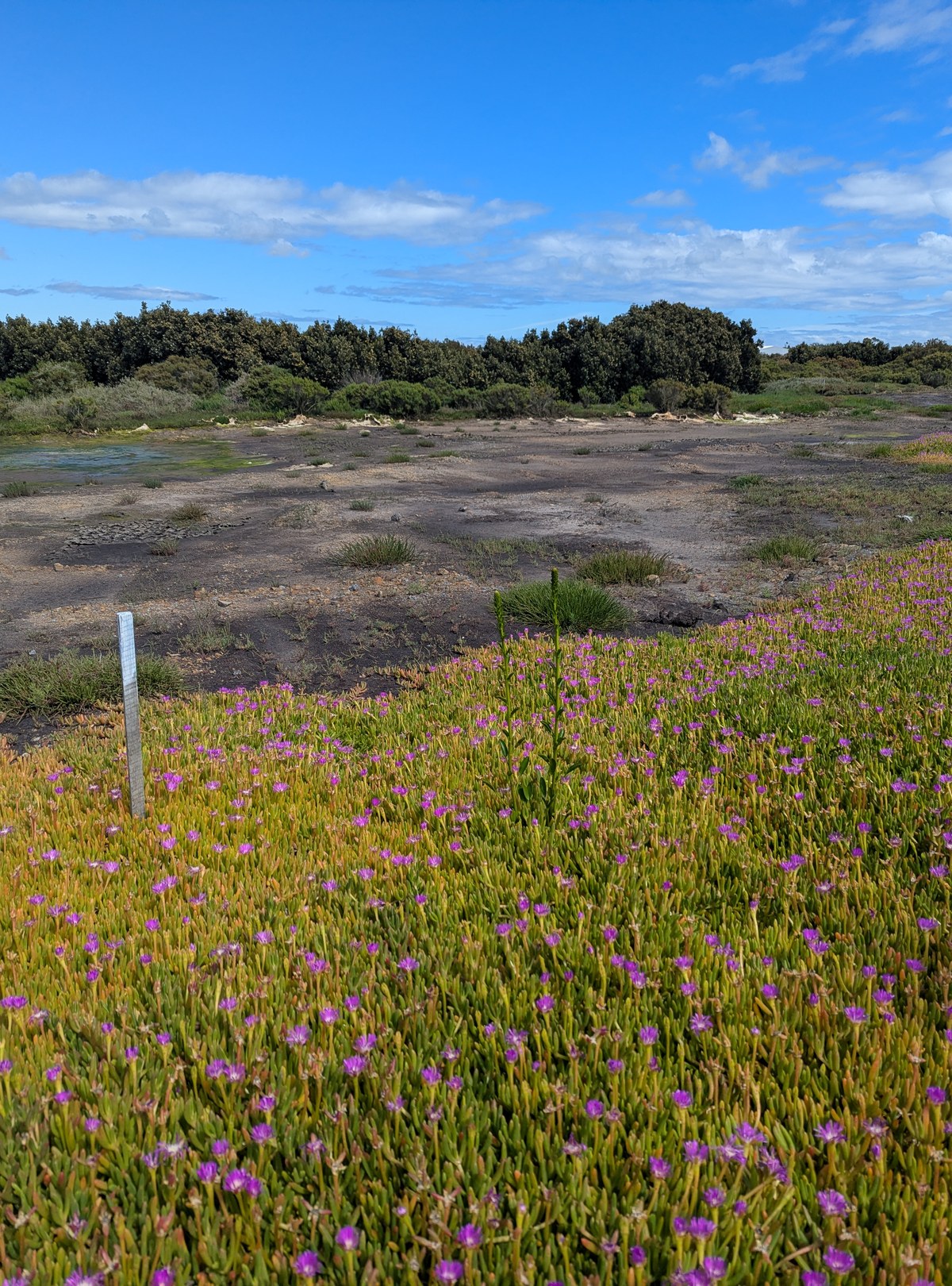 Native samphire and pigface in flower