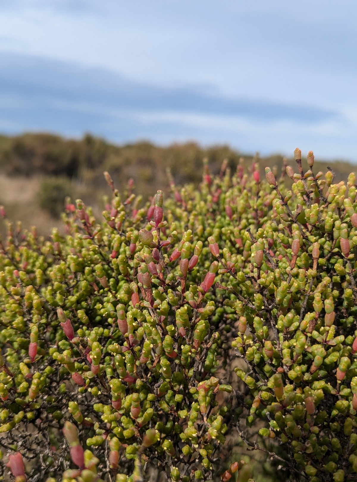 Native samphire with red-tipped foliage