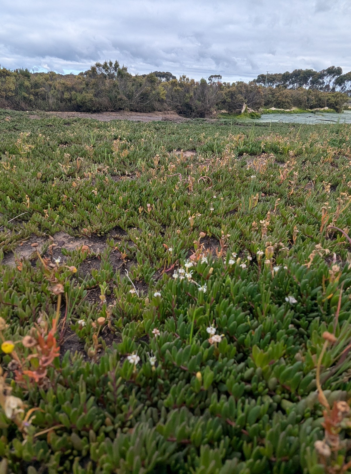 Flowering saltmarsh groundcover beside open water