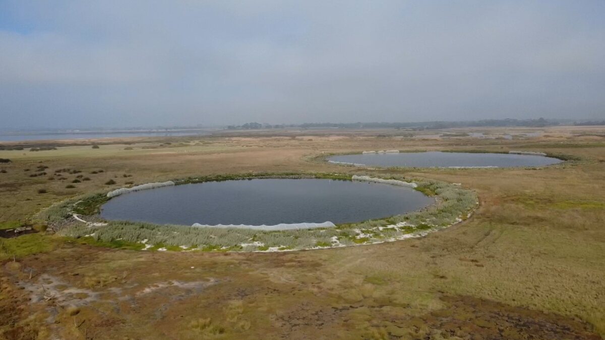 Restored Growling Grass Frog habitat ponds in the Geelong region