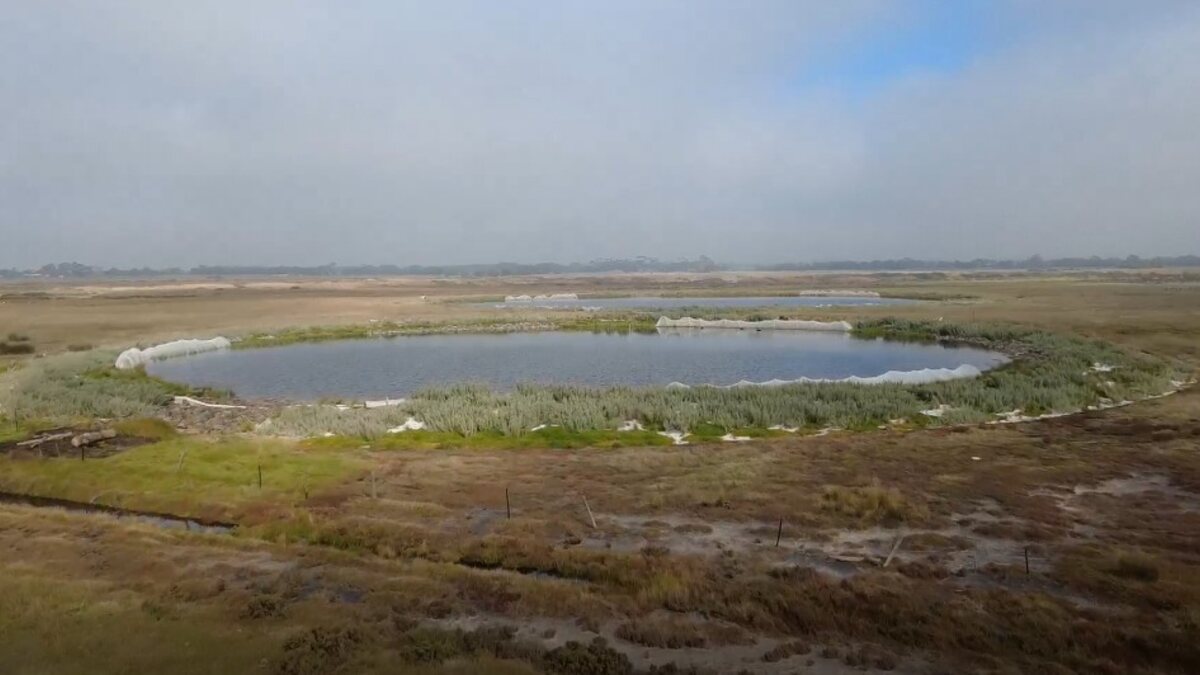 Aerial view of restored wetland habitat ponds