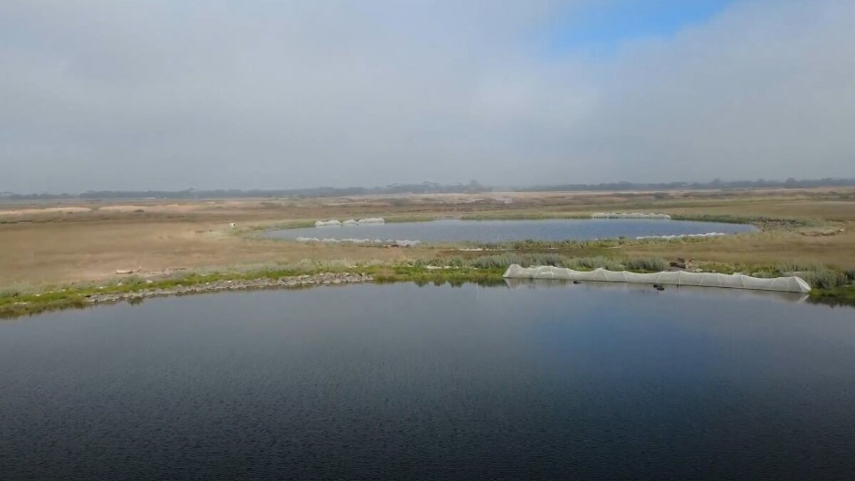 Wetland ponds and indigenous planting across the restored habitat