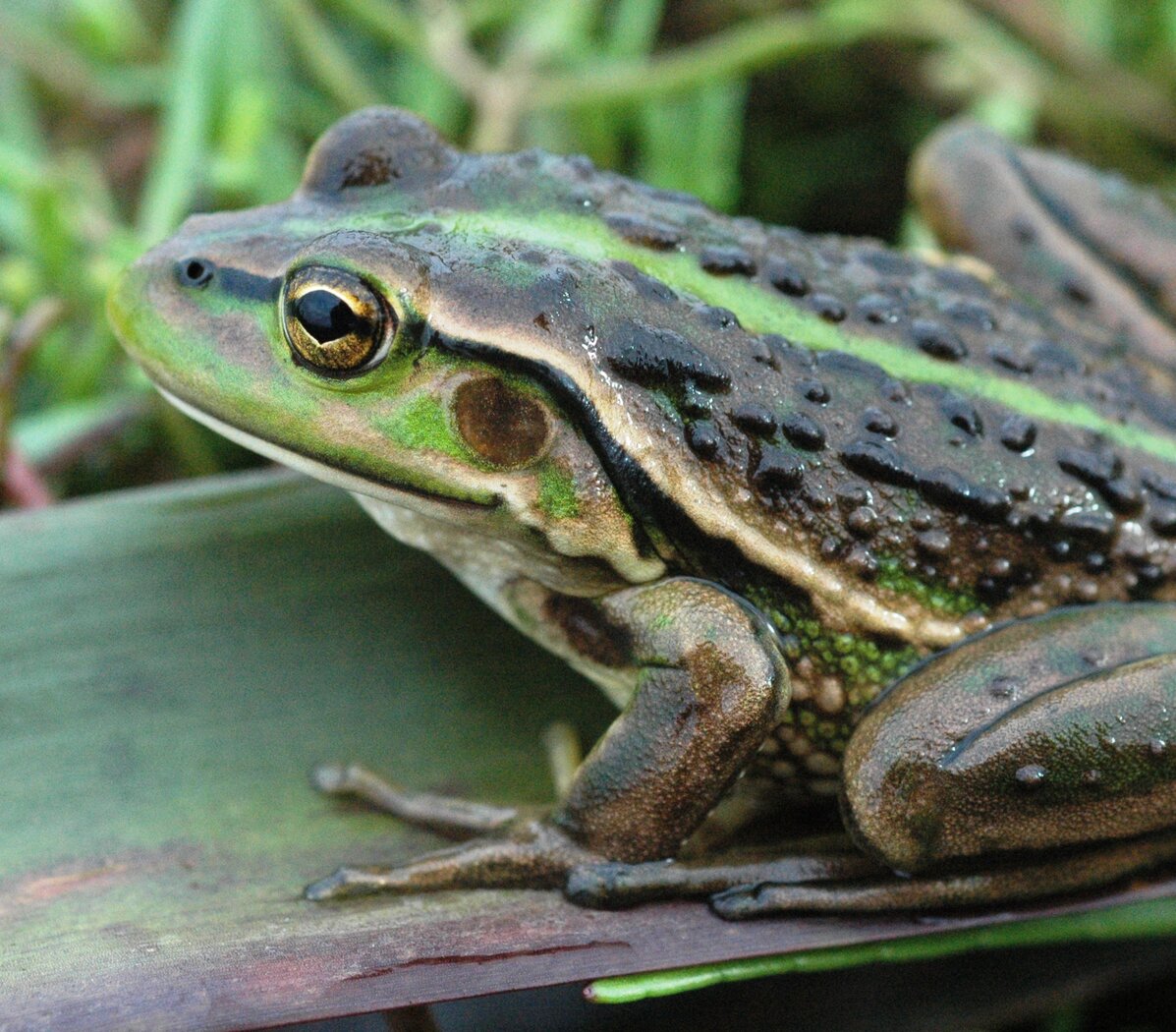 Growling Grass Frog (Litoria raniformis) at the restored habitat