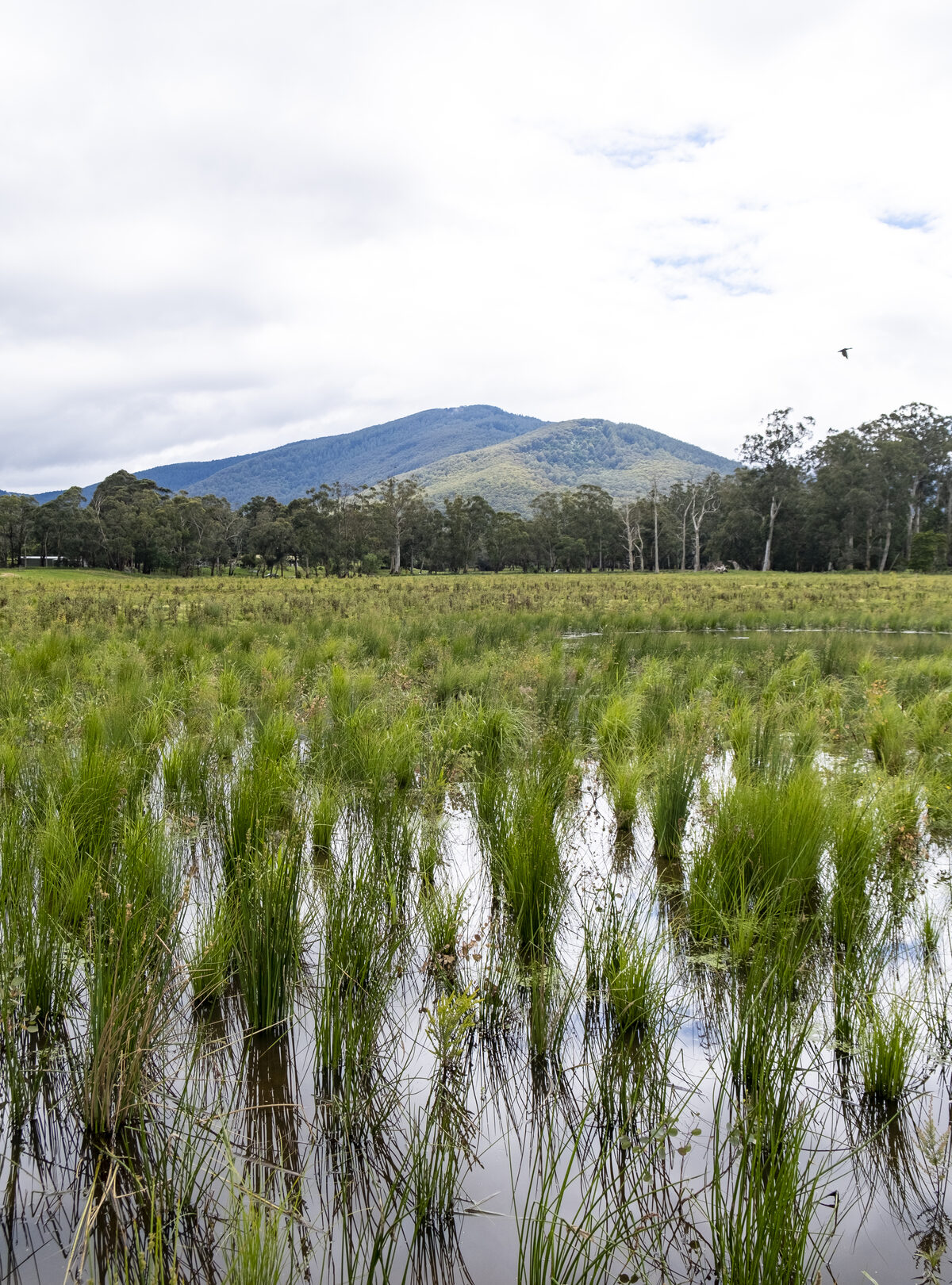 Indigenous planting across the Haining Farm restoration site