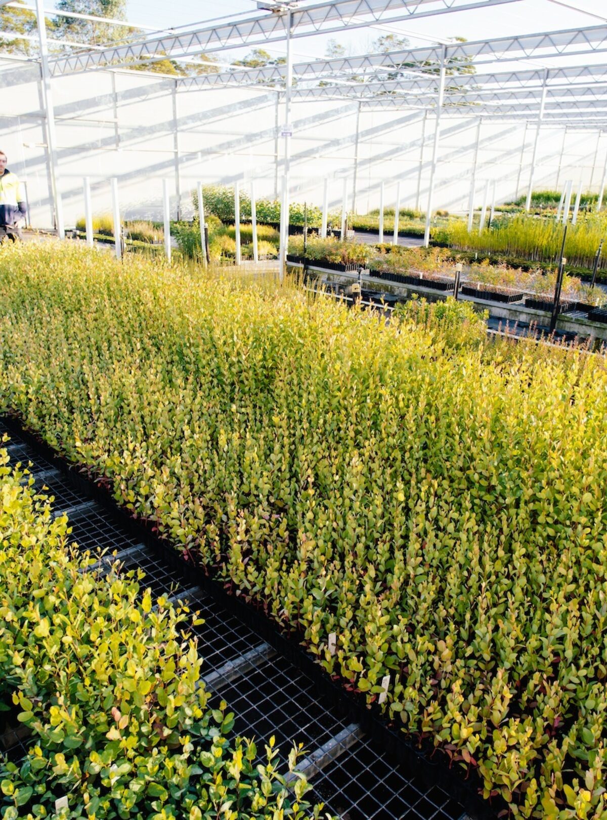 Eucalyptus camphora grown at Regen Nurseries for the Haining Farm restoration