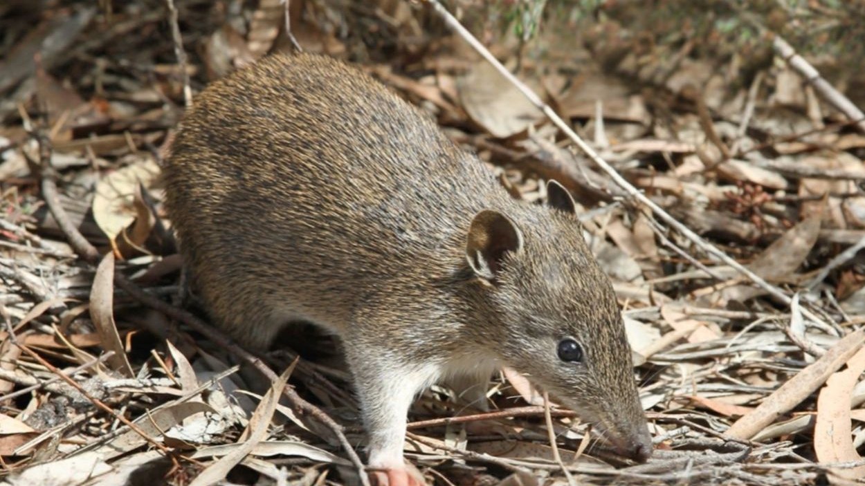 Southern Brown Bandicoot at Octave