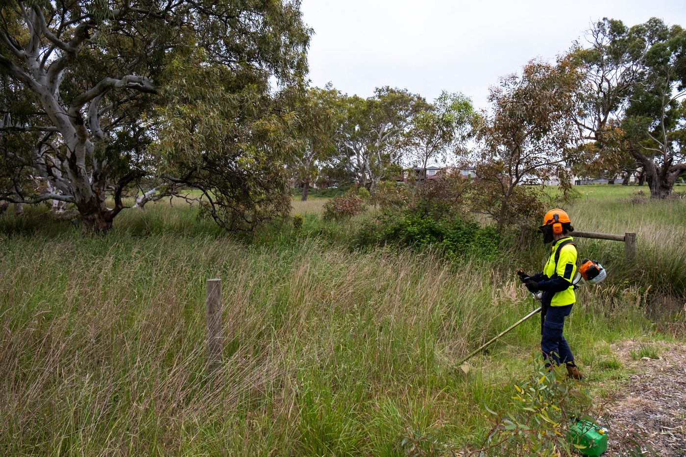 Technician applying targeted weed control with a backpack sprayer